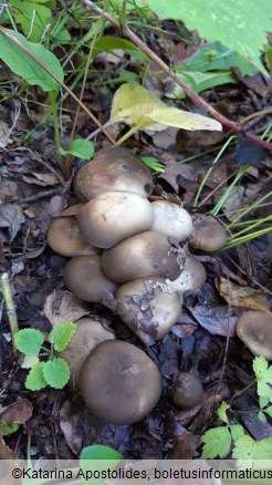 Lyophyllum loricatum