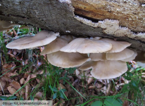 Pleurotus pulmonarius