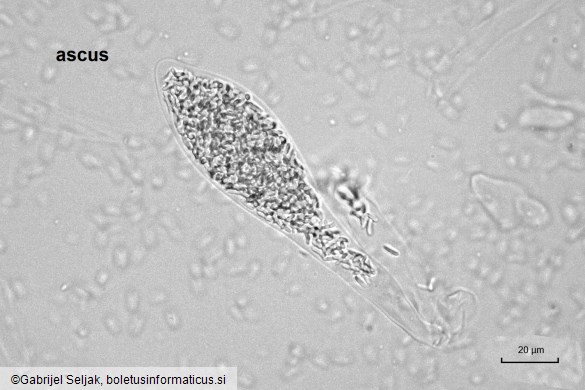 Fracchiaea broomeana