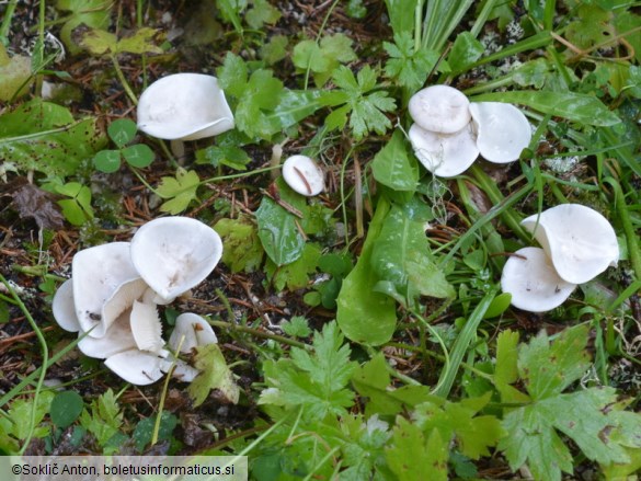 Clitocybe phyllophila