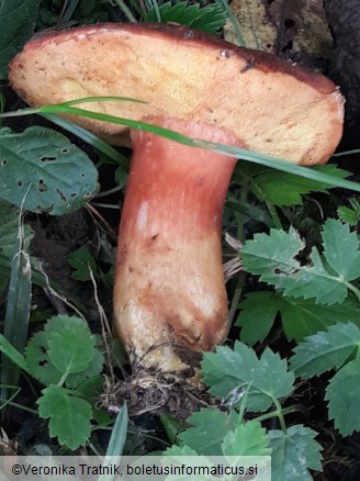 Xerocomus silwoodensis