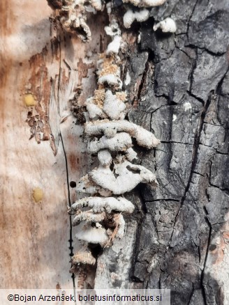 Schizophyllum commune