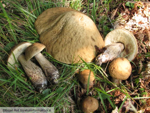 Leccinum carpini
