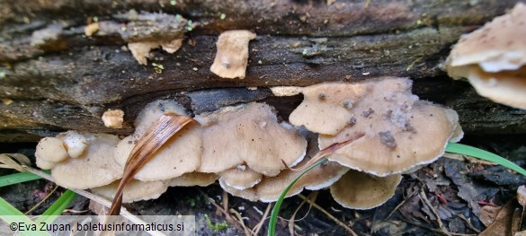 Tyromyces fumidiceps