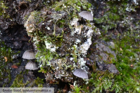 Mycena pseudocorticola