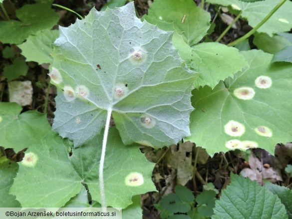 Puccinia poarum