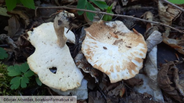 Polyporus ciliatus
