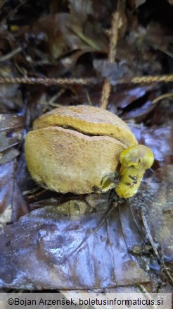 Pseudoboletus parasiticus