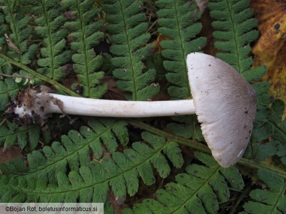 Volvariella caesiotincta