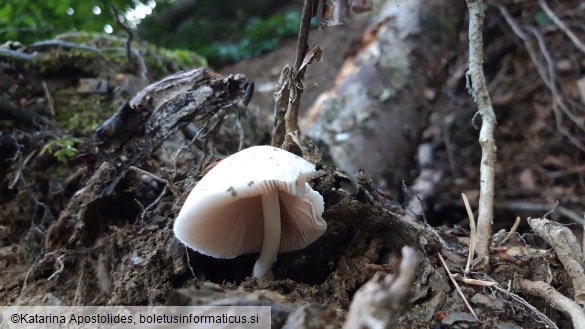 Pluteus inquilinus