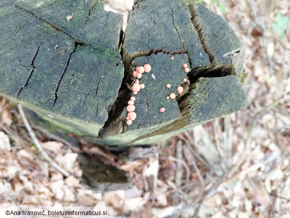 Lycogala epidendrum