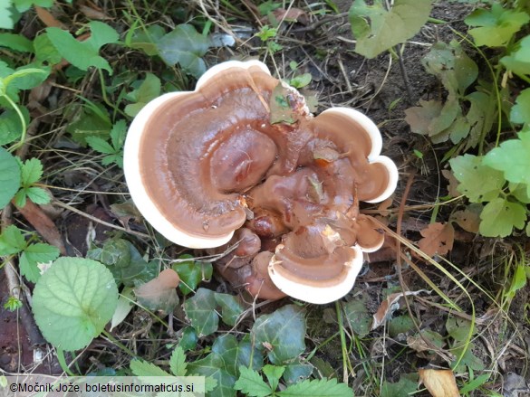 Ganoderma resinaceum