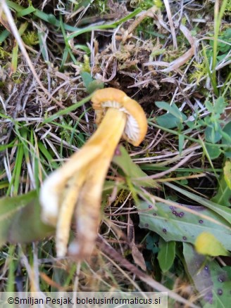 Hygrocybe citrinovirens