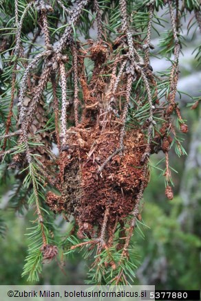 <i>Cephalcia abietis</i> na <i>Picea</i> spp.