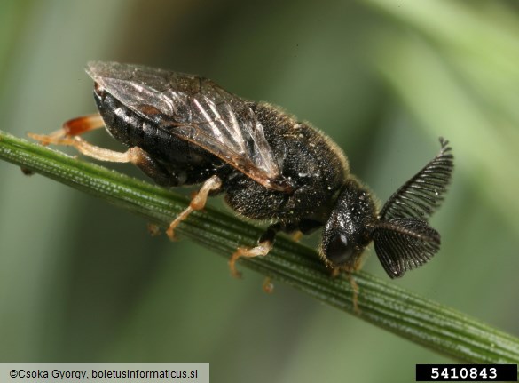 navadna borova grizlica (<i>Diprion pini</i>) na <i>Picea</i> spp.