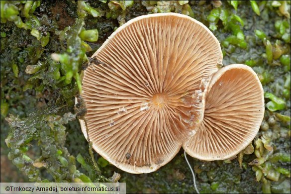 Tectella patellari