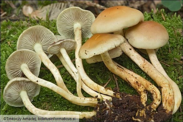 Hypholoma fasciculare