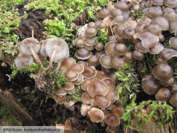 Mycena tintinnabulum