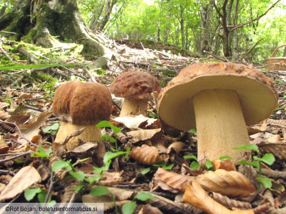 Boletus aestivalis