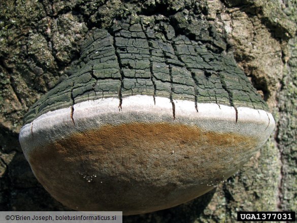 vrbov plutač (<i>Phellinus igniarius</i>) na <i>Fagus grandifolia</i>