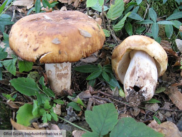 Russula illota