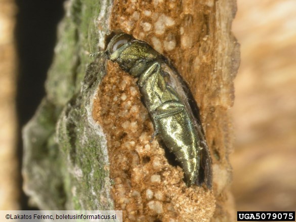 zeleni bukov krasnik (<i>Agrilus viridis</i>)