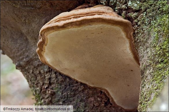 Ganoderma applanatum