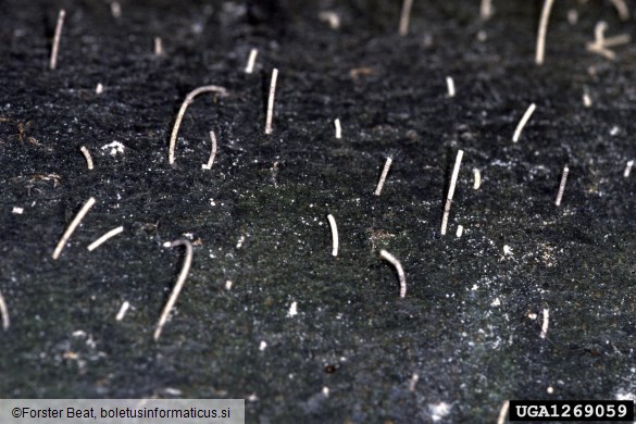 <i>Xyleborus germanus</i> na <i>Fagus sylvatica</i>