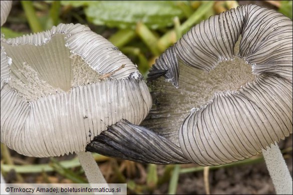 Coprinopsis lagopus