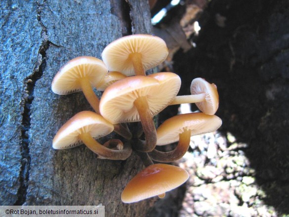 Flammulina velutipes