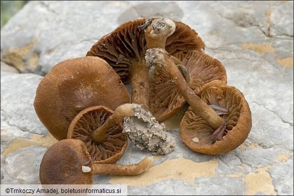 Inocybe spp.