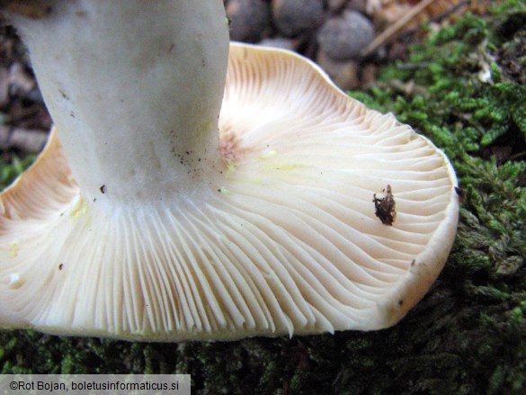 Lactarius chrysorrheus