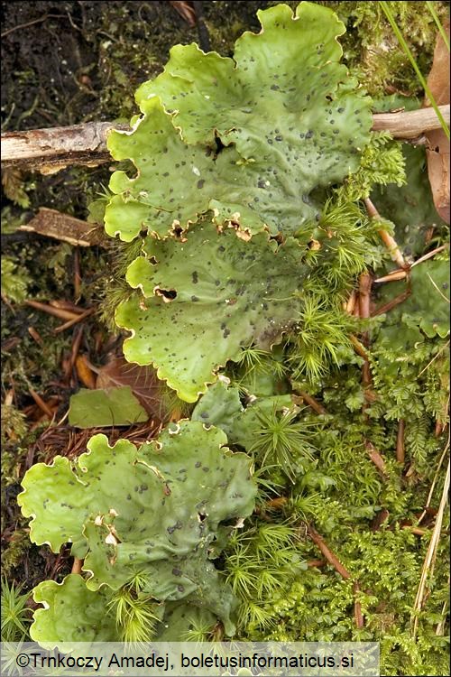 Peltigera leucophlebia