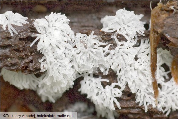 Ceratiomyxa fruticulosa