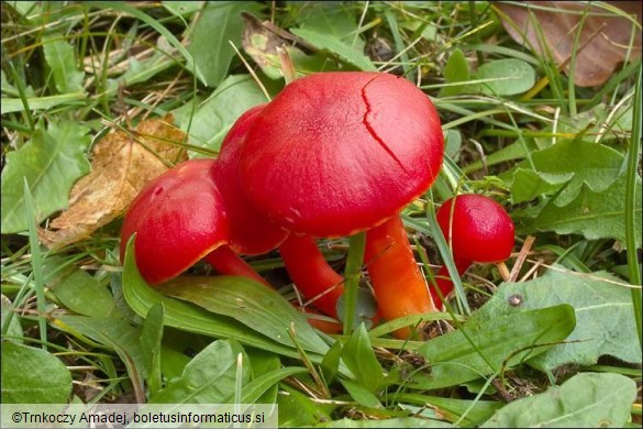 Hygrocybe coccinea