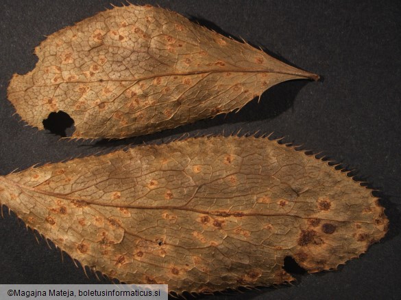 Aecidium berberidis 