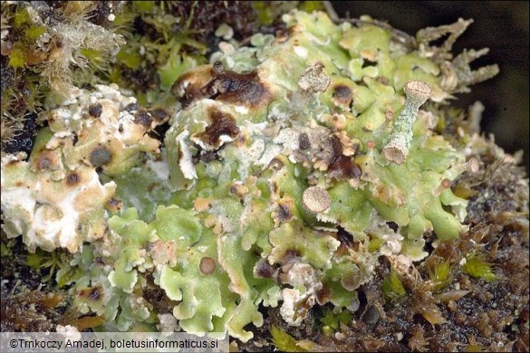 Cladonia pyxidata subsp. pocillum