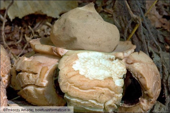 Geastrum triplex