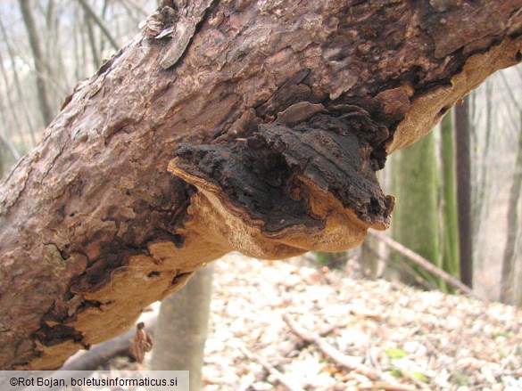 Phellinus pini