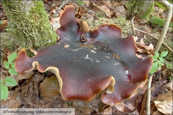 Royoporus badius