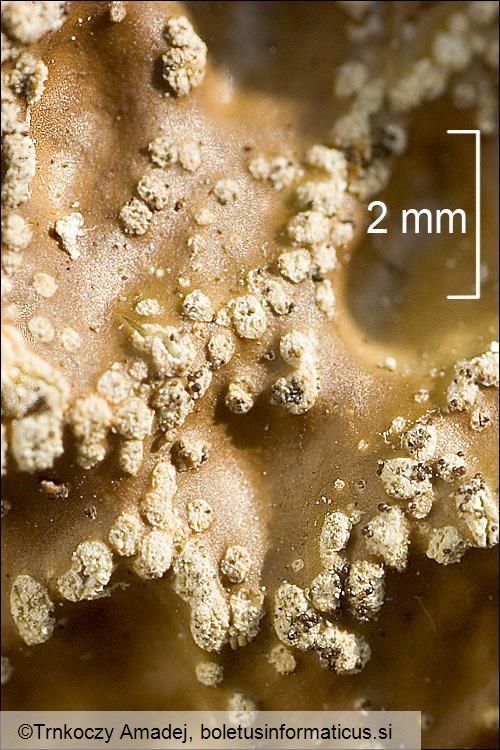 Lobaria pulmonaria