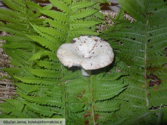 Russula delica