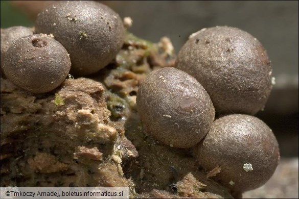 Lycogala epidendrum