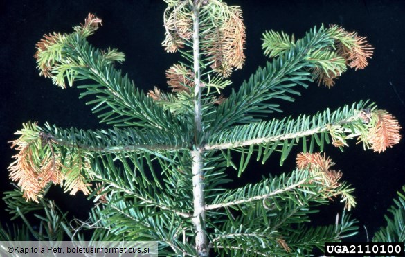 <i>Botrytis cinerea</i> na <i>Abies alba</i>