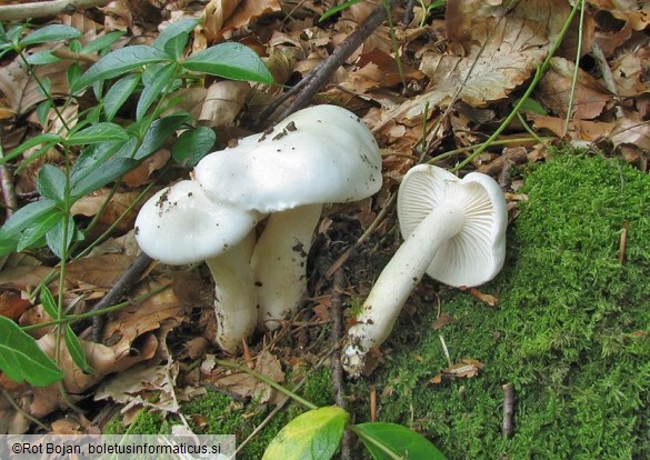 Hygrophorus eburneus