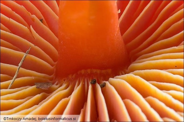 Hygrocybe coccinea