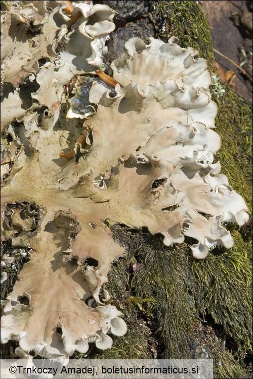 Peltigera rufescens