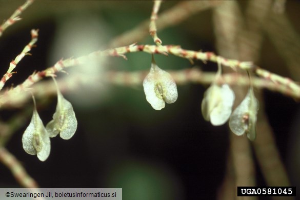 japonski dresnik (<i>Fallopia japonica</i>)