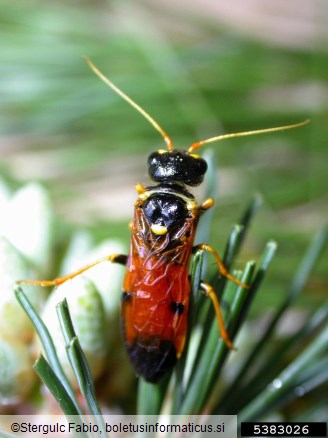 mala borova zapredkarica (<i>Acantholyda hieroglyphica</i>)