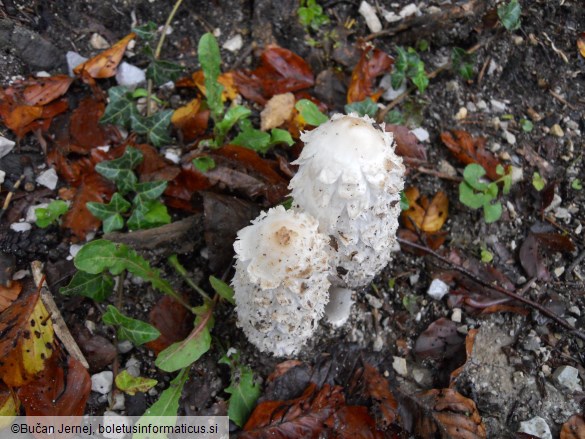 Coprinus comatus